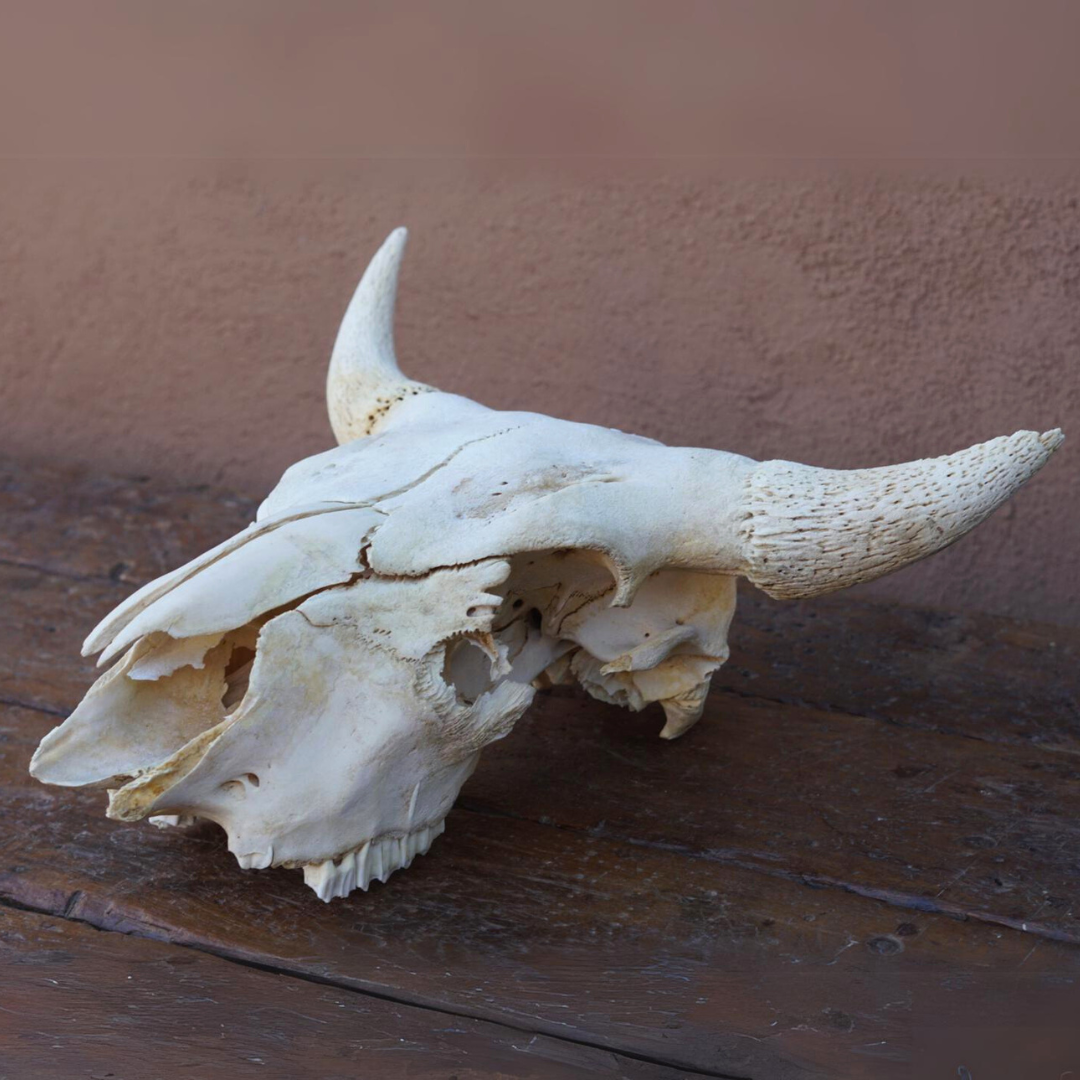 Bison Skull