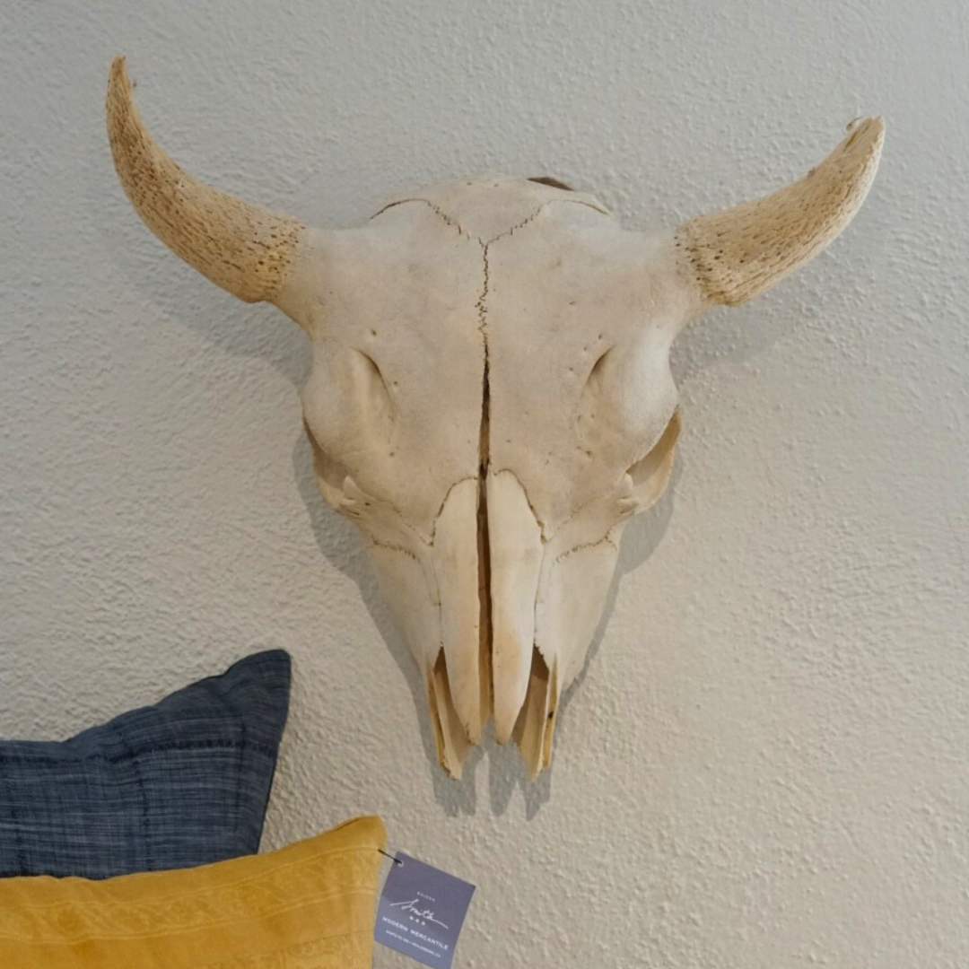 Bison Skull