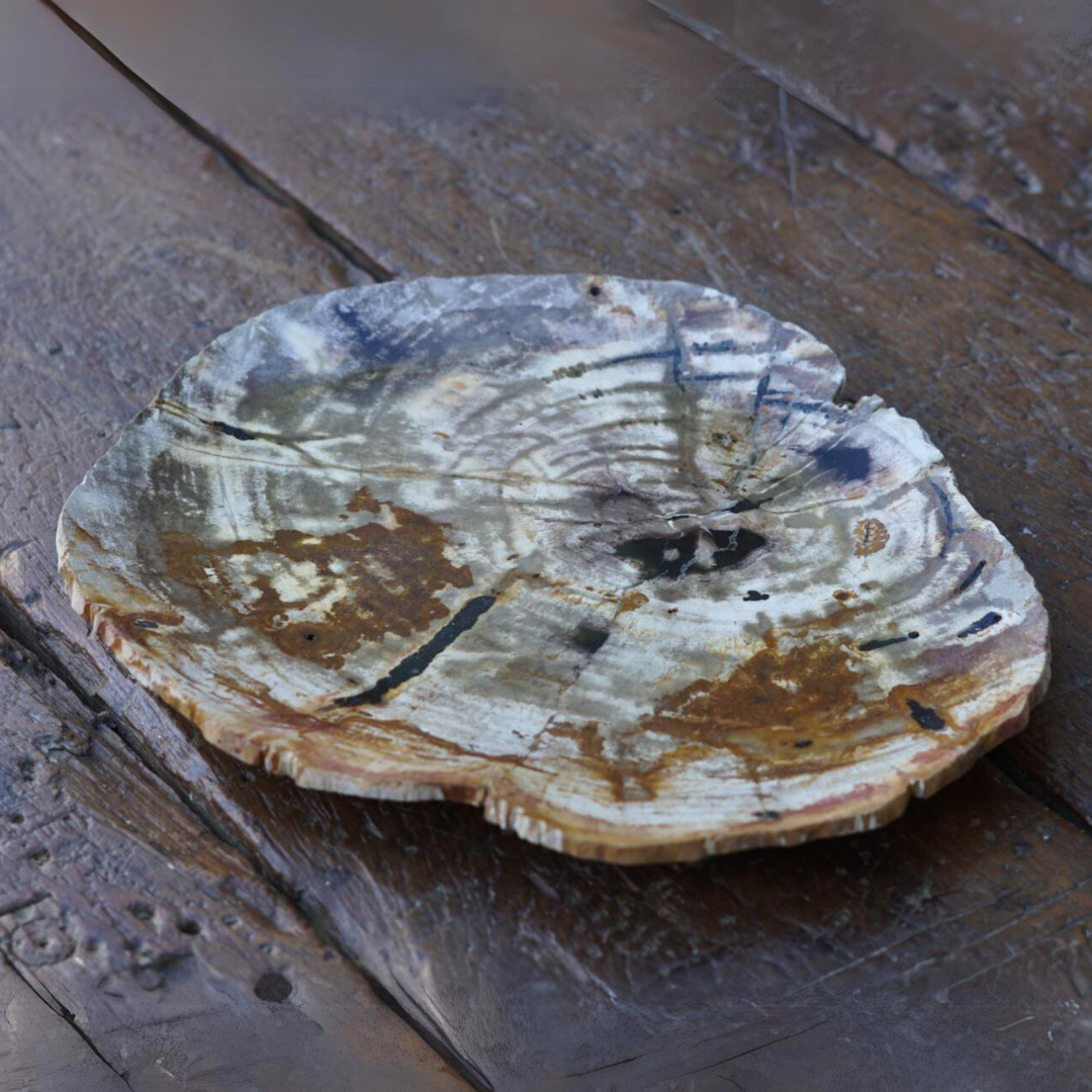 Petrified Wood Plate