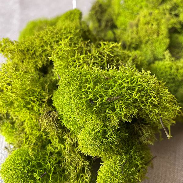 Reindeer Moss (4 oz Bag)
