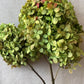 Dried Limelight Hydrangea Bunches