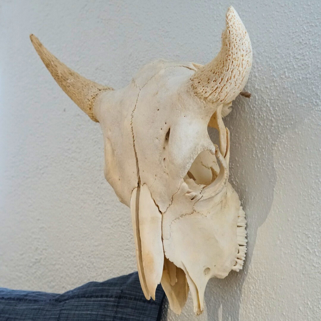 Bison Skull