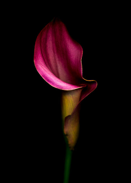 Calla Lily #3