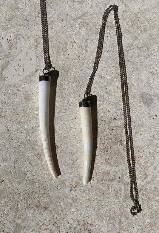 Pilsbury Tusk Sea Shell Pendant Necklace