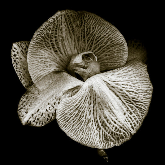 Phalaenopsis #2