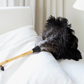The Feather Duster