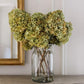 Dried Limelight Hydrangea Bunches