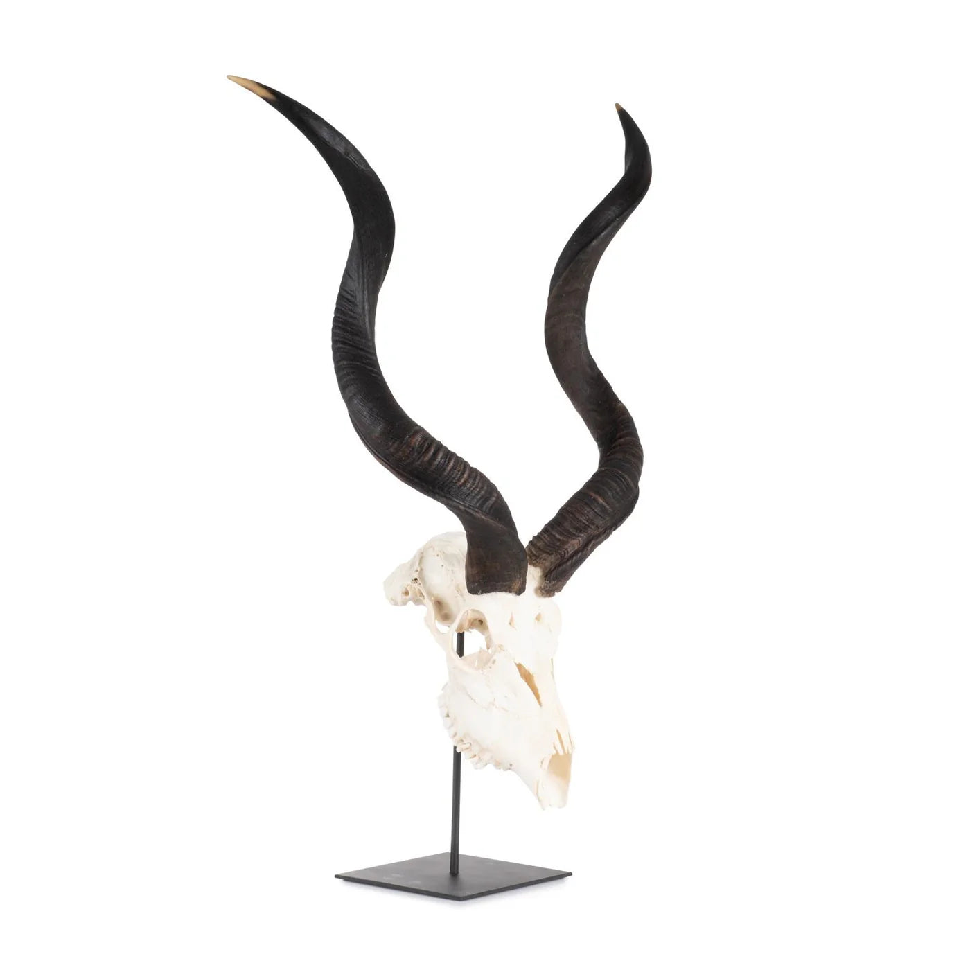 Mounted Kudu Skull