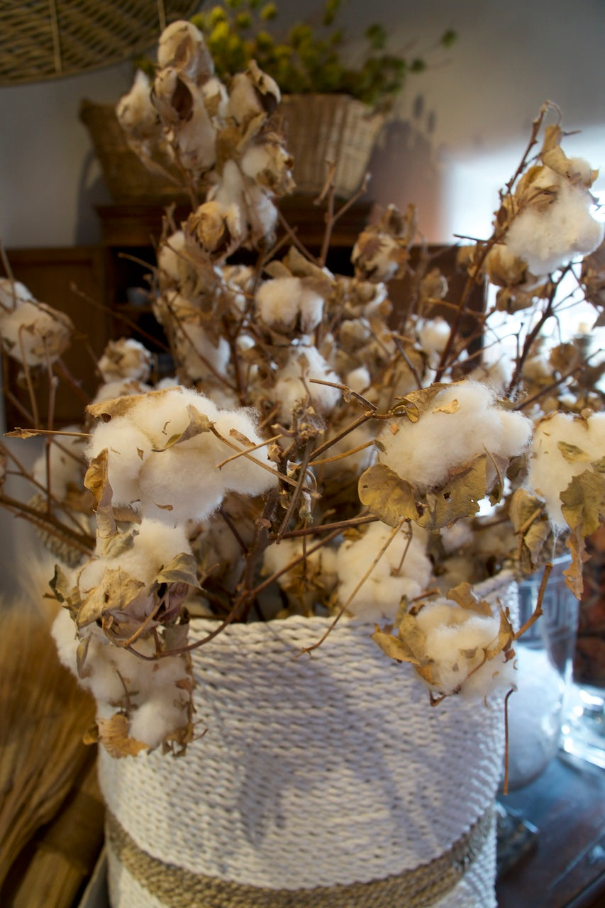 Natural Cotton Stalks